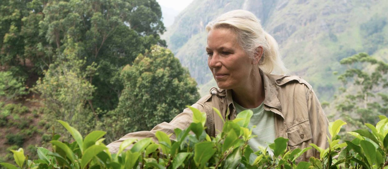 Ceylon Te af høj kvalitet